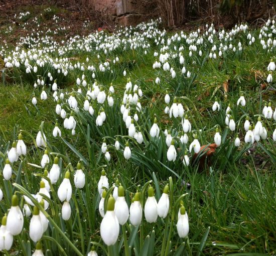 schneeglöckchen