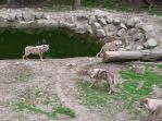 wildpark 10